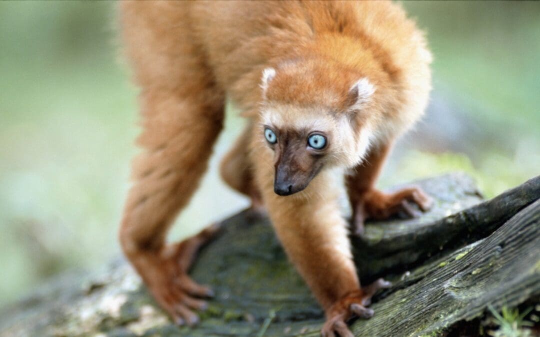 Critically Endangered Lemur Born at the Zoo