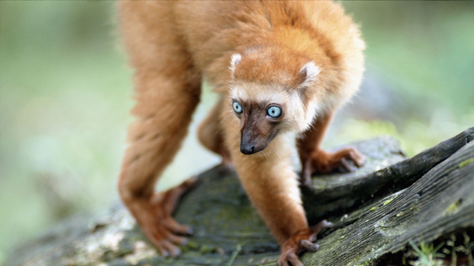 Picture of Blue Eyed Lemur adult female© pixel4k.com