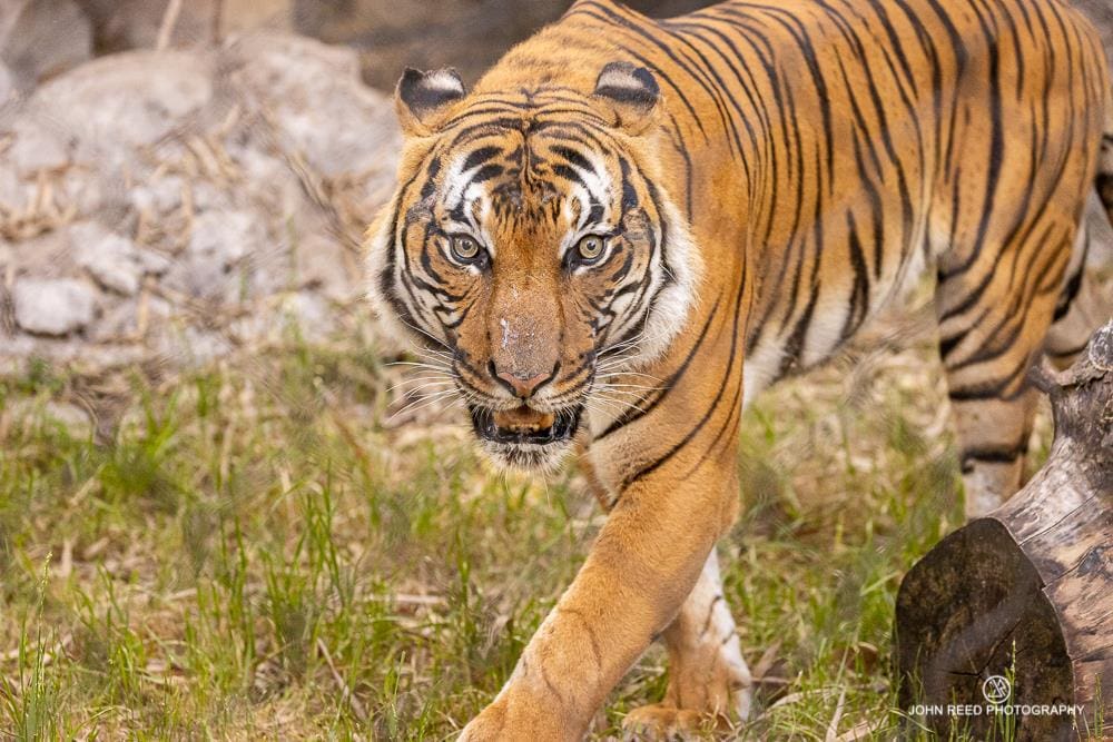 Jacksonville Zoo & Gardens Welcomes Critically Endangered Malayan Tiger