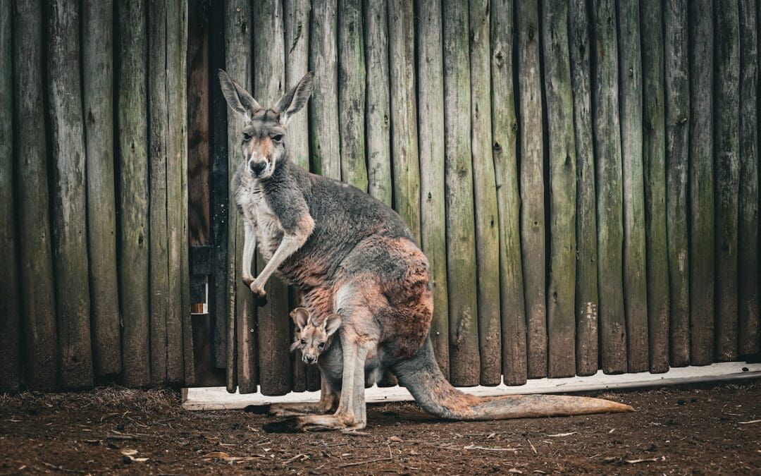 10 Amazing Facts About Kangaroos
