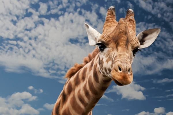 Learn About Zoo Animal Names and Their Meanings