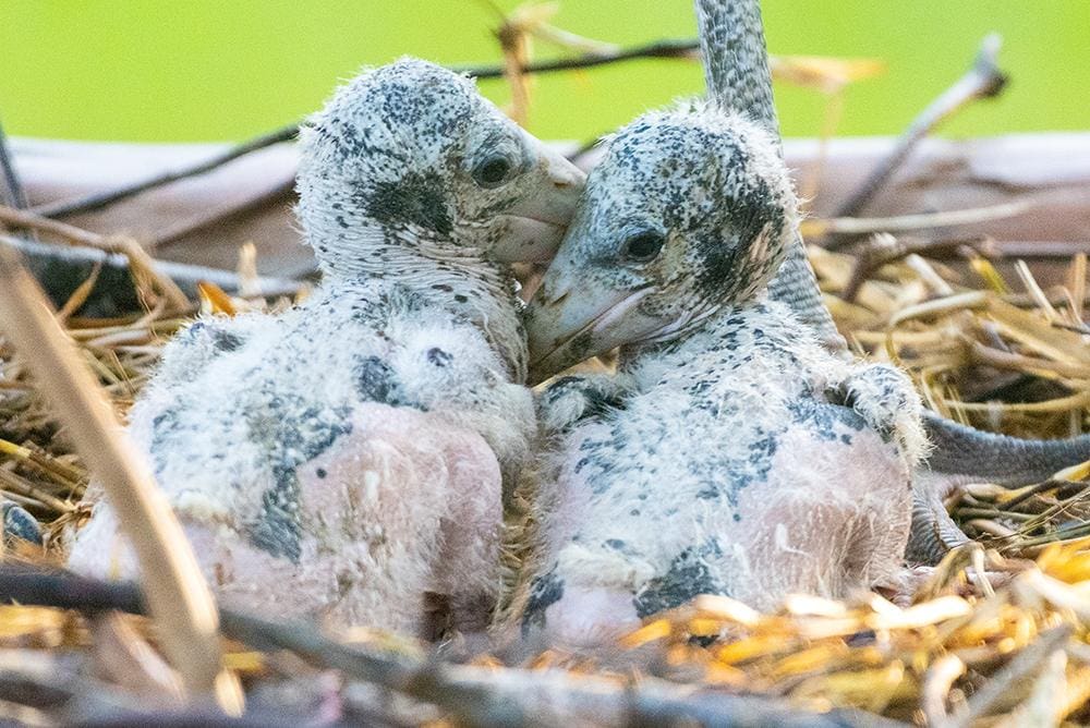 Zoo Miami Announces Marabou Stork Chicks