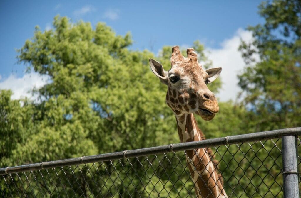 Best Family-Friendly Zoos in the United States