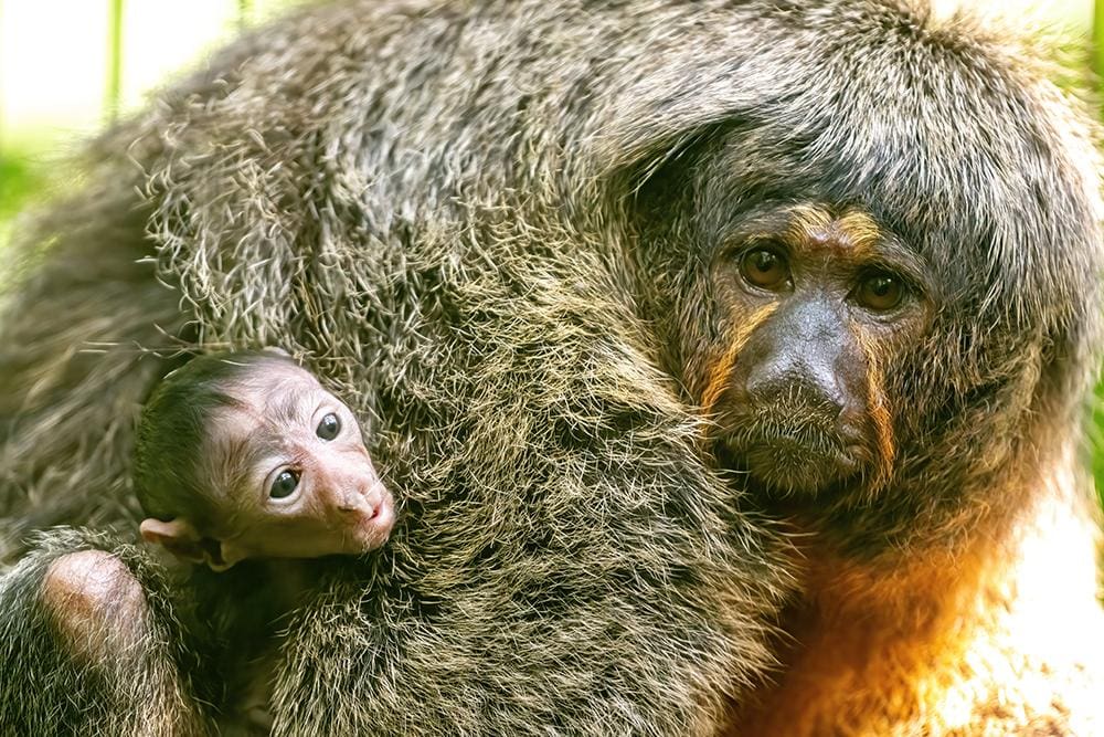 Saki Monkey Born at Zoo Miami!