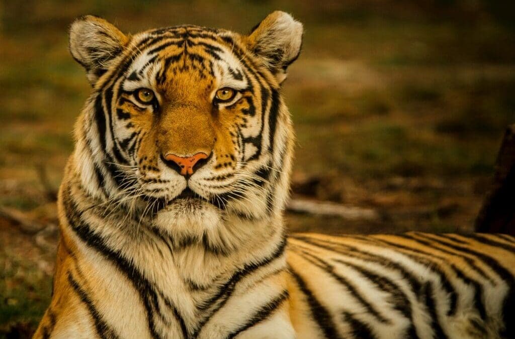 10 Fun Facts About the Tiger: Learn Interesting Trivia About This Majestic Animal