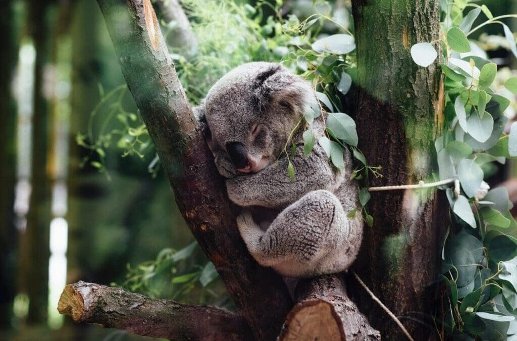 Facts About the Koala