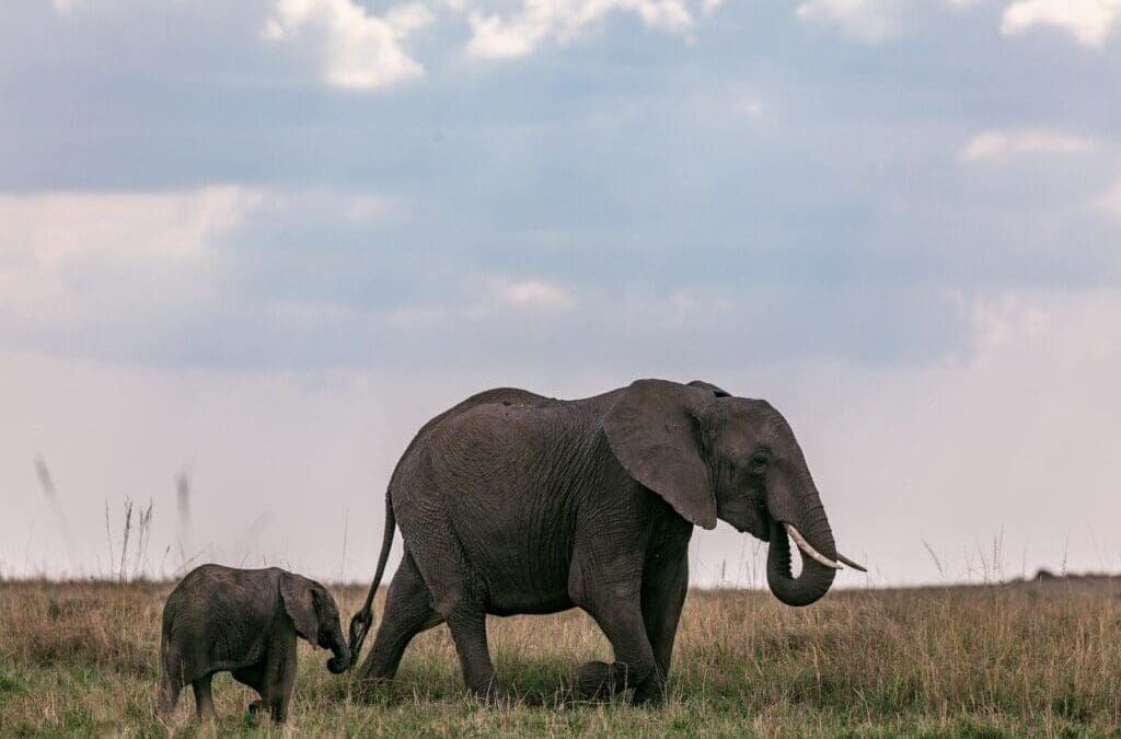 Zoo Events That Promote Animal Awareness